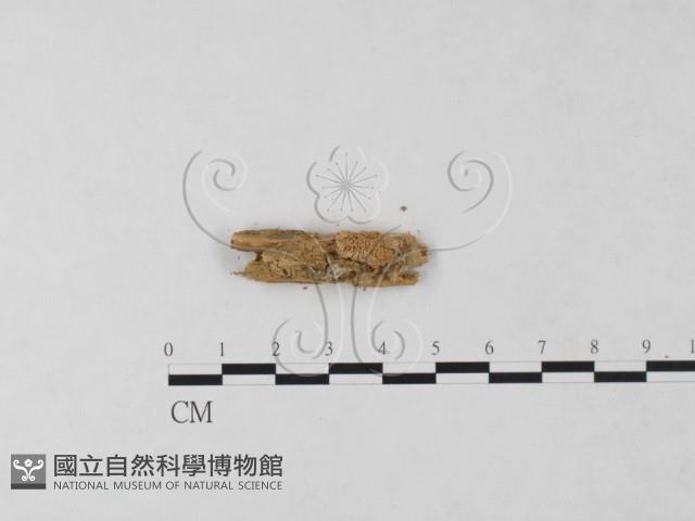 絲齒菌屬藏品圖，第3張