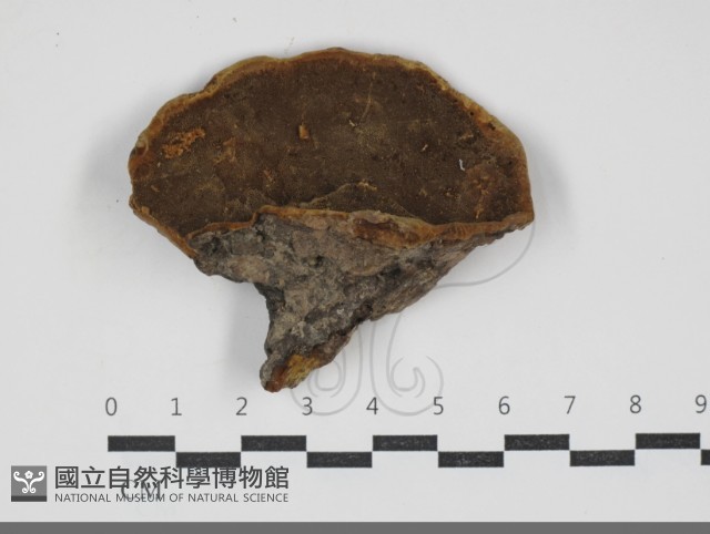 黃荊桑黃藏品圖，第3張