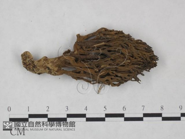 登錄號:F0025007藏品圖，第3張