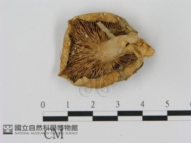 乳菇屬藏品圖，第3張