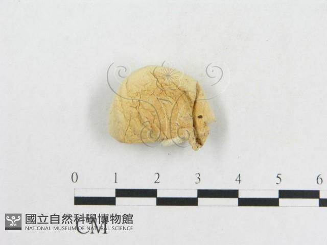 登錄號:F0020307藏品圖，第1張