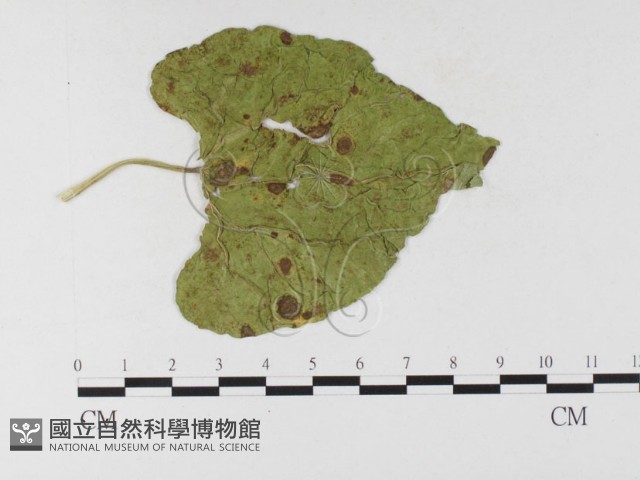 登錄號:F0026307藏品圖，第1張
