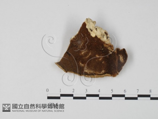 登錄號:F0006307藏品圖，第3張
