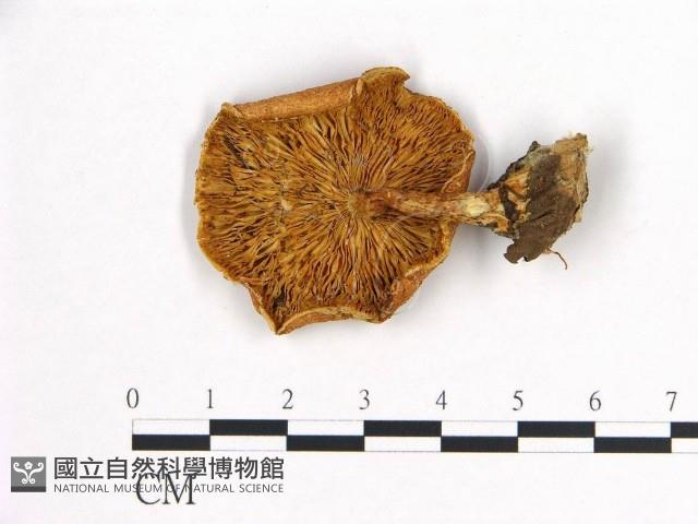 登錄號:F0016307藏品圖，第3張