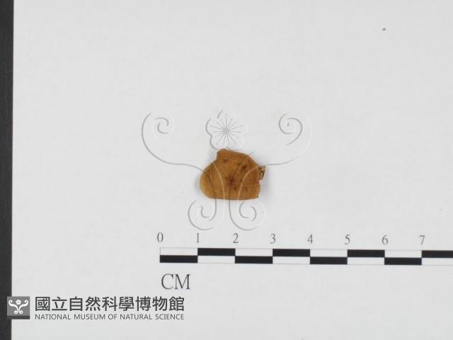 登錄號:F0024307藏品圖，第3張