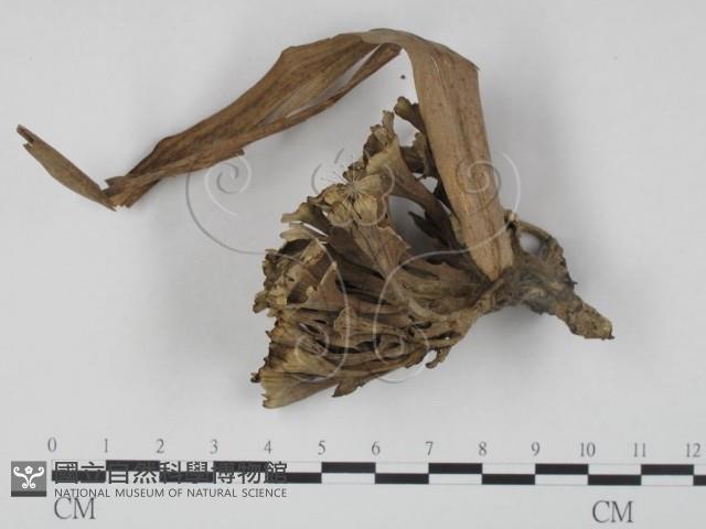 棕色革菌藏品圖，第3張