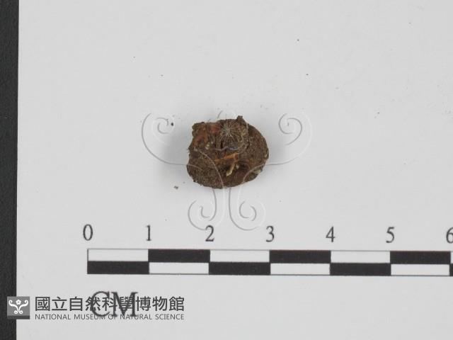 登錄號:F0022307藏品圖，第3張