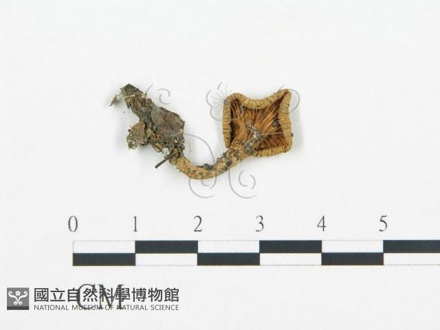 杯傘屬藏品圖，第3張