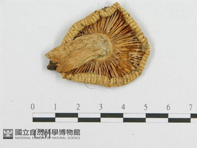 登錄號:F0012307藏品圖，第3張