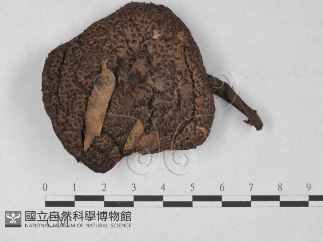 登錄號:F0027307藏品圖，第3張