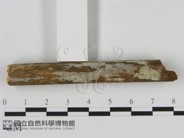 冇骨消絲齒菌藏品圖，第3張