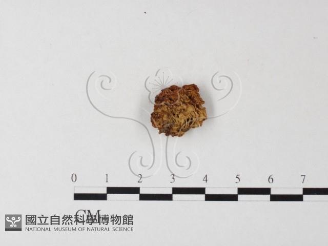 登錄號:F0023307藏品圖，第3張