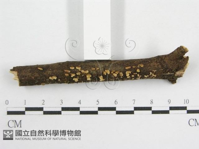 登錄號:F0003307藏品圖，第3張