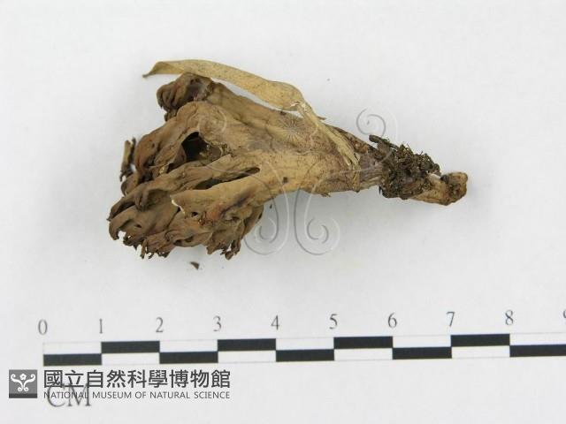 登錄號:F0013307藏品圖，第3張