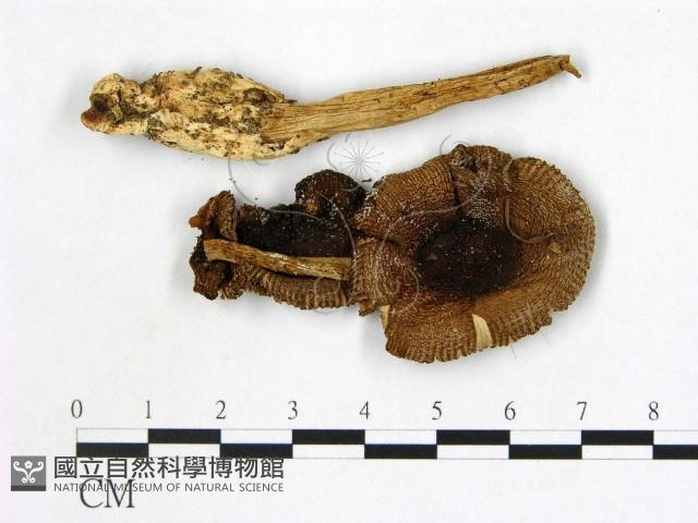 登錄號:F0020217藏品圖，第3張