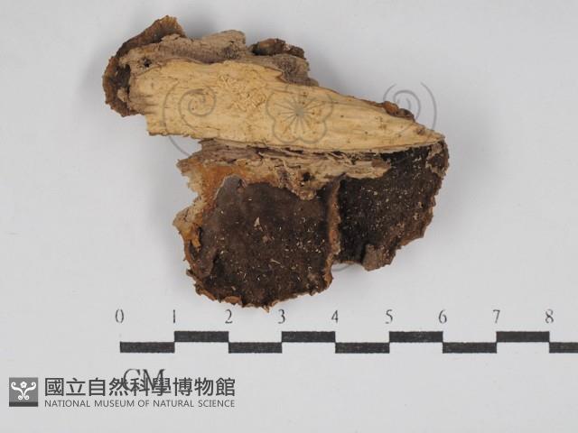 纖孔菌屬藏品圖，第3張