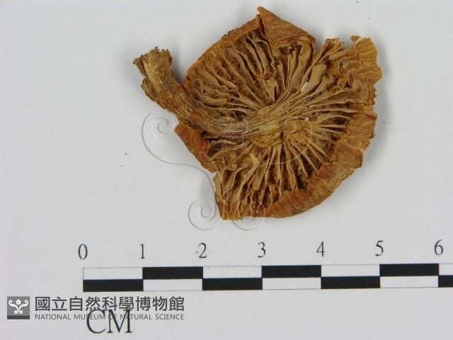 登錄號:F0016217藏品圖，第3張