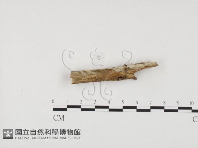 登錄號:F0001217藏品圖，第3張