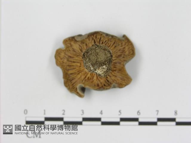 登錄號:F0017217藏品圖，第3張