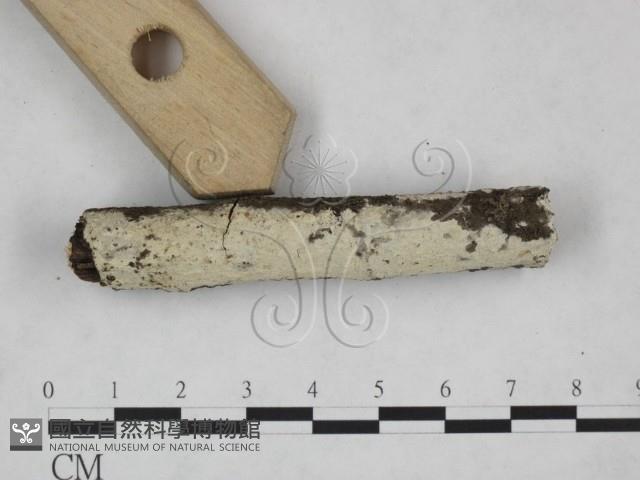 剛毛絲皮菌藏品圖，第3張