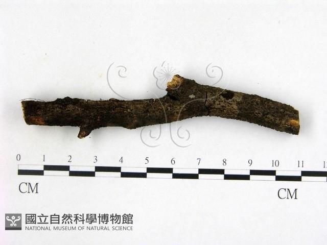 登錄號:F0015217藏品圖，第3張