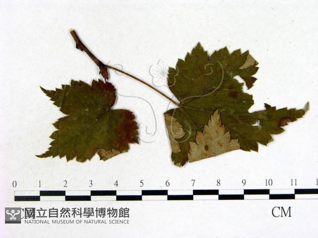登錄號:F0019217藏品圖，第3張