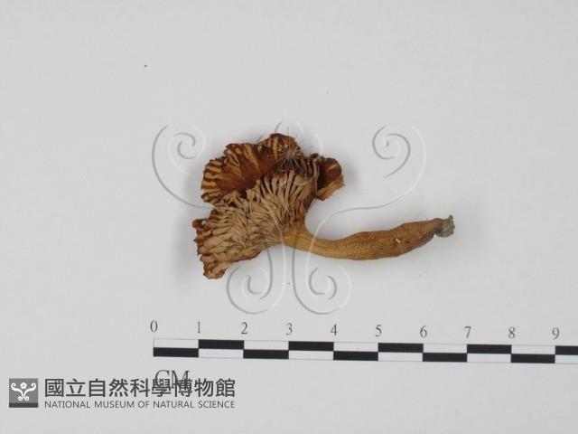 登錄號:F0013217藏品圖，第3張
