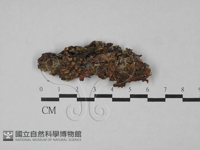 登錄號:F0028817藏品圖，第1張