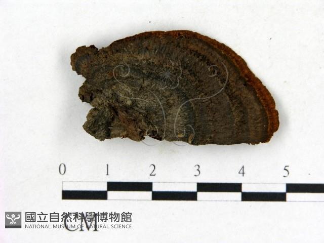 登錄號:F0018817藏品圖，第3張