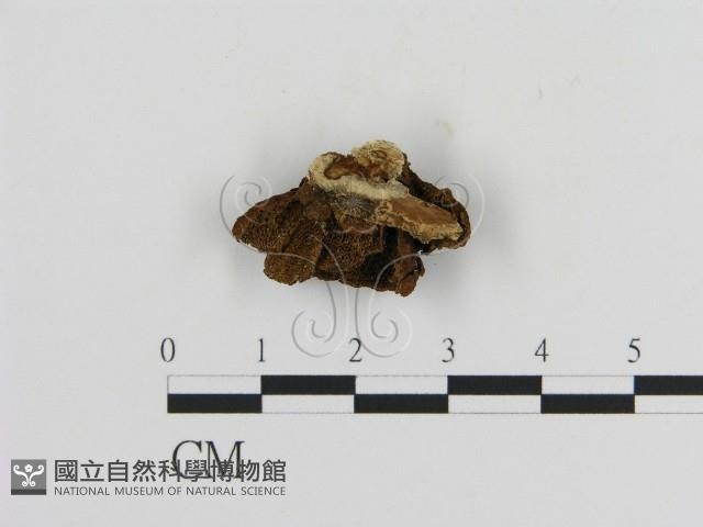 登錄號:F0010817藏品圖，第3張