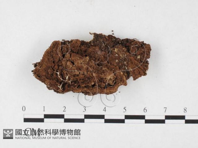 革墊菌屬藏品圖，第1張