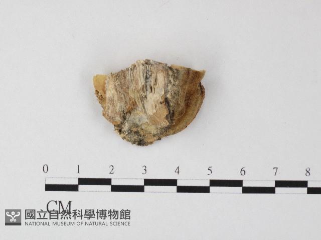 登錄號:F0006817藏品圖，第3張