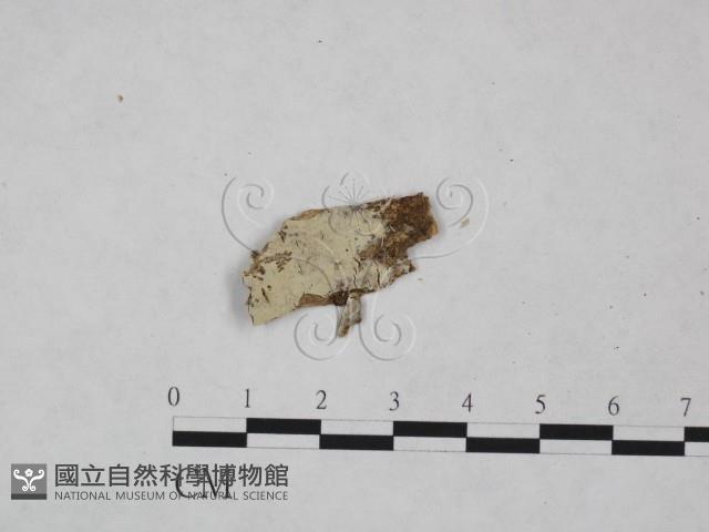 登錄號:F0021817藏品圖，第3張