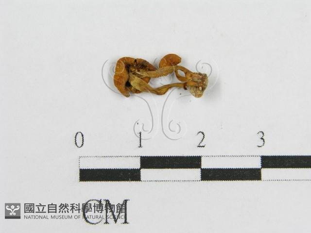 登錄號:F0001817藏品圖，第3張