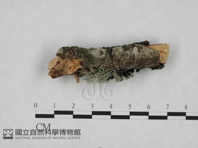 登錄號:F0024817藏品圖，第3張