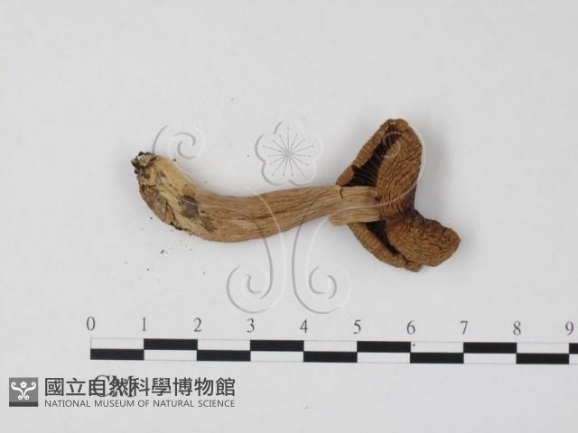紅菇屬藏品圖，第3張