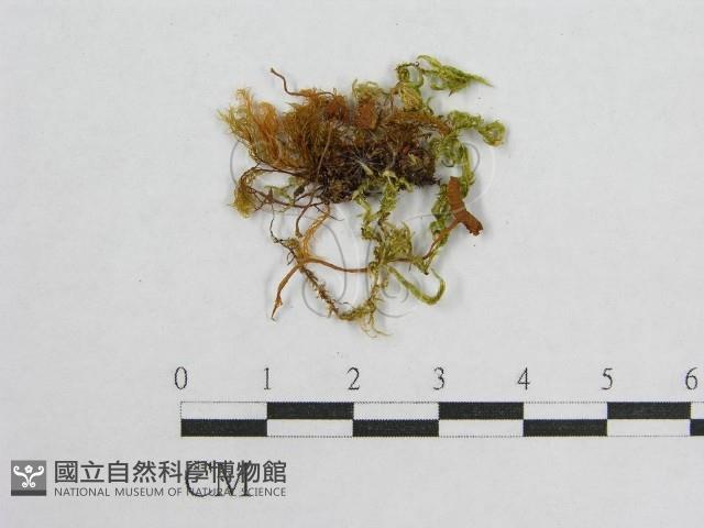 登錄號:F0015817藏品圖，第3張