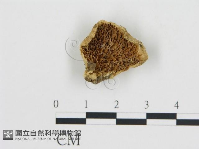 登錄號:F0019817藏品圖，第1張