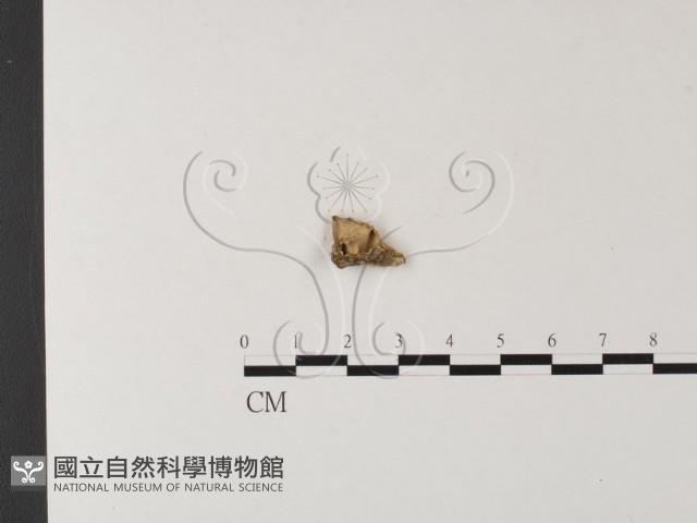 登錄號:F0023817藏品圖，第3張