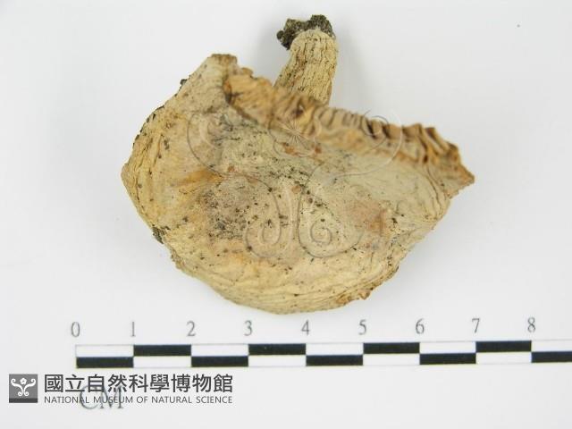 登錄號:F0003817藏品圖，第3張