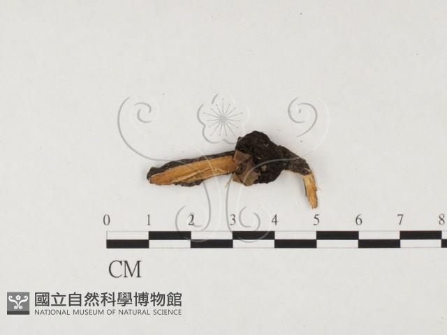 登錄號:F0008917藏品圖，第3張