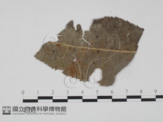 登錄號:F0018917藏品圖，第3張