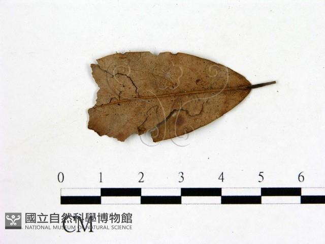 登錄號:F0001917藏品圖，第3張