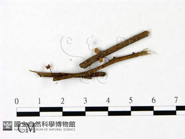 小菇屬藏品圖，第3張