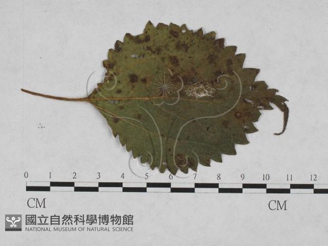 登錄號:F0027917藏品圖，第1張