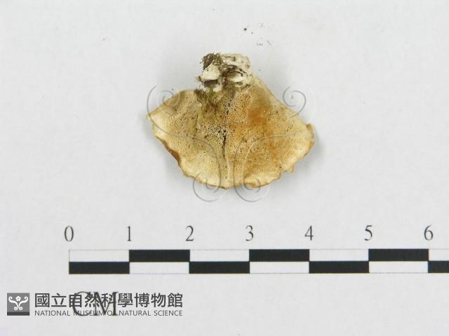 登錄號:F0005917藏品圖，第3張