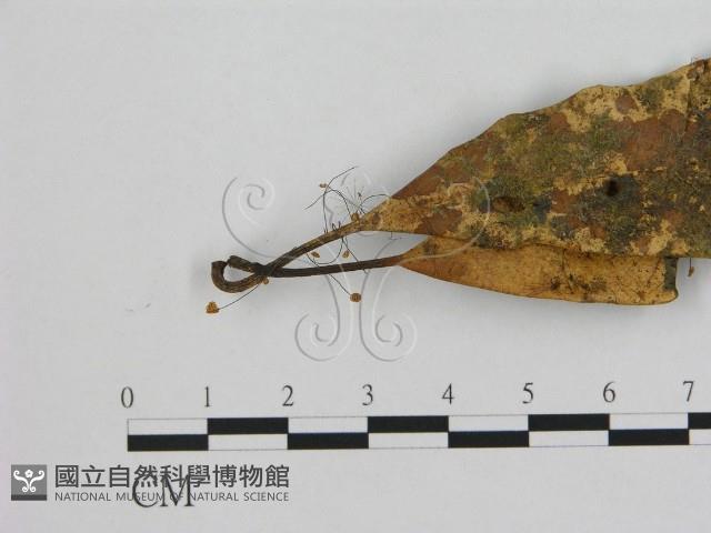 小皮傘屬藏品圖，第3張