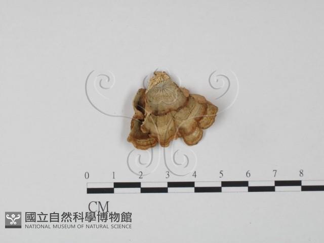 韌革菌屬藏品圖，第3張
