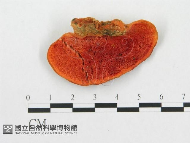 館號:F0019917藏品圖，第1張