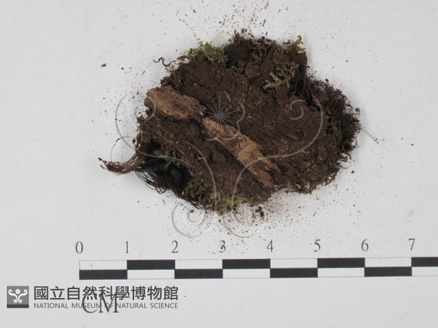 登錄號:F0013917藏品圖，第3張